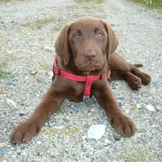 Labrador retriever Morgan