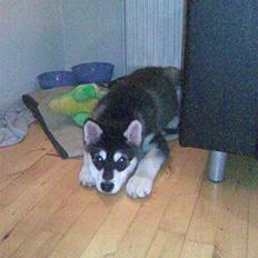 Alaskan malamute noah