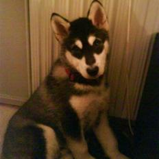 Alaskan malamute noah