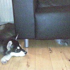 Alaskan malamute noah