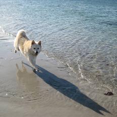 Blanding af racer Bamse