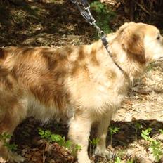 Golden retriever Bella