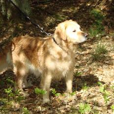 Golden retriever Bella