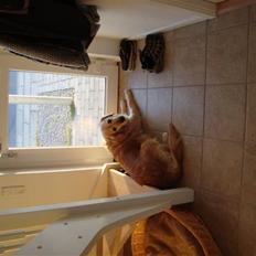 Golden retriever Bella