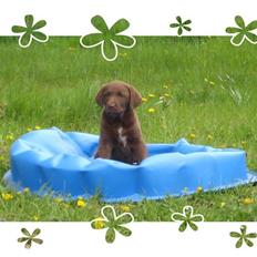 Labrador retriever Freja