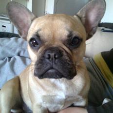 Fransk bulldog Isabel