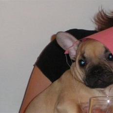 Fransk bulldog Isabel