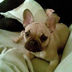 Fransk bulldog Isabel