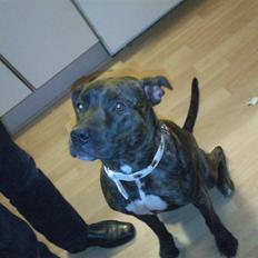 Amerikansk staffordshire terrier sui