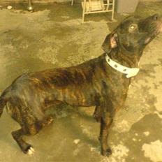 Amerikansk staffordshire terrier sui