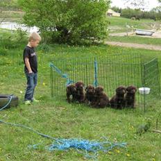 Labrador retriever Freja