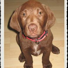 Labrador retriever Freja