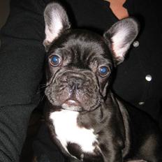 Fransk bulldog Daisy
