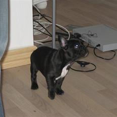 Fransk bulldog Daisy