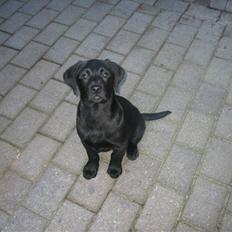 Labrador retriever Luka (ILOVEYOU)<3