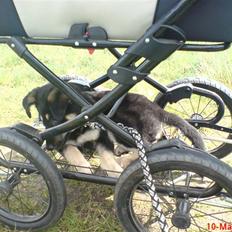 Blanding af racer Smilla