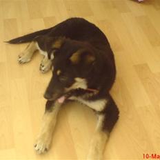 Blanding af racer Smilla