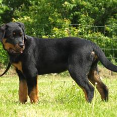 Rottweiler Marienlunds Grammy