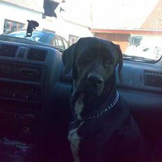 Blanding af racer Zille