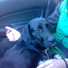 Blanding af racer Zille