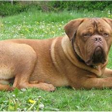 Dogue de bordeaux CaMeeko a Touch of Ti Amo