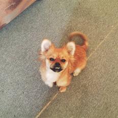 Blanding af racer Malou