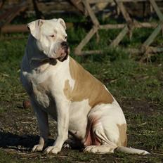 Amerikansk bulldog Enya Himmelhund ;(