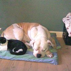 Amerikansk bulldog Enya Himmelhund ;(