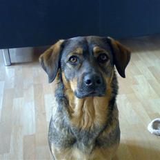 Blanding af racer Asja