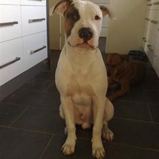 Blanding af racer Mr. Bounty