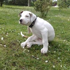 Blanding af racer Mr. Bounty