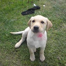 Labrador retriever Dumle