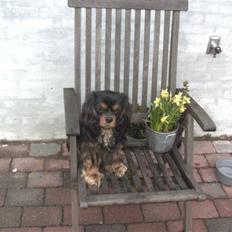 Cavalier king charles spaniel Tulle (Magic Rose)