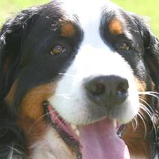 Berner sennenhund gainits asalie