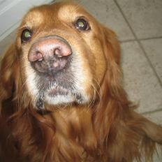 Golden retriever elmer