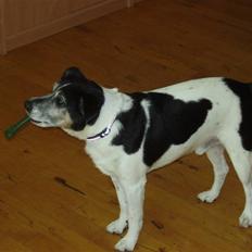 Dansk svensk gaardhund Pluto