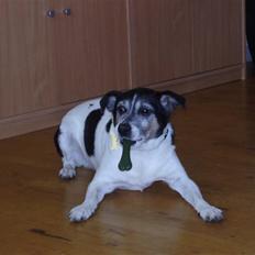 Dansk svensk gaardhund Pluto