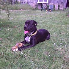 Amerikansk bulldog Manto "min mor´s"
