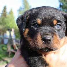 Rottweiler Chico