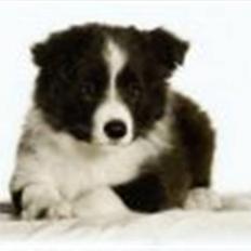 Border collie Kojima's Fifth Phantom