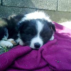 Border collie Kojima's Fifth Phantom