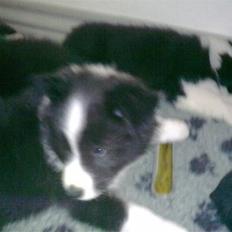 Border collie Kojima's Fifth Phantom