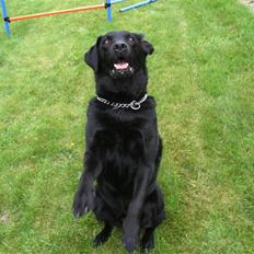 Labrador retriever Dino - 20/4-11 R.I.P