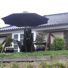 Labrador retriever Dino - 20/4-11 R.I.P