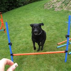 Labrador retriever Dino - 20/4-11 R.I.P