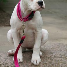 Amerikansk bulldog Nala.