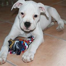 Amerikansk bulldog Nala.