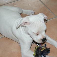 Amerikansk bulldog Nala.