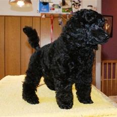 Mellempuddel Artmann Black Shania 