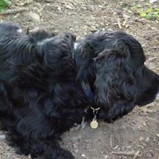 Cocker spaniel Pablo